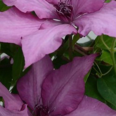 Boulevard Giselle Clematis Vine Perennial - 2.5" Pot