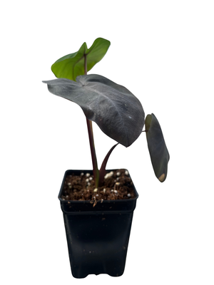 Black Magic Elephant Ear Plant- 2.5" Pot - Colocasia Esculenta