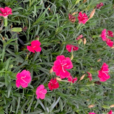 Frosty Fire Dianthus - Perennial - Fragrant! - 2.5" Pot