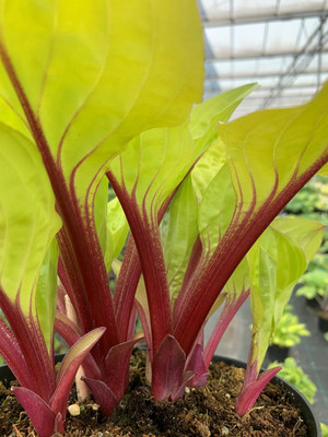 Lemon Snap Hosta - 4" Pot - yellow and red color combination