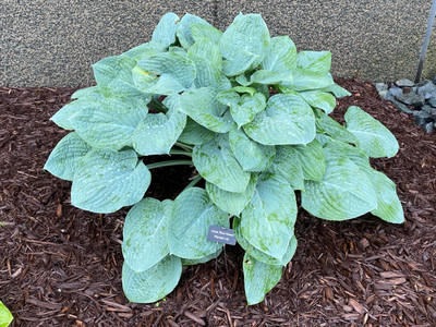 Blue Hawaii Hosta - Plantain Lily - Shade Perennial - 4" Pot