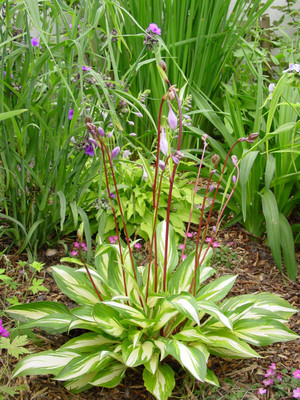 Cherry Berry Hosta - Plantain Lily - 4" Pot