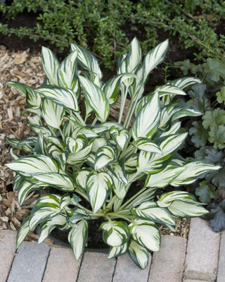 Fireworks Hosta - Plantain Lily - Shade Perennial - 4" Pot