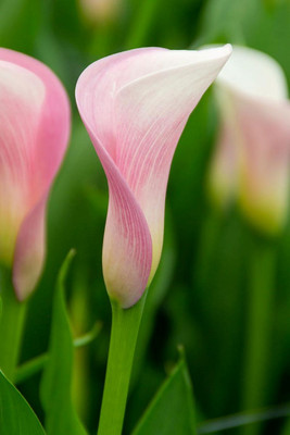 Strawberry Blush Calla Lily Bulb - 1 Bulb - 16/18 cm - Blushing Pink Blooms