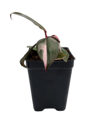 Rare Pink Princess Philodendron - 2.5" Pot - Collector's Series