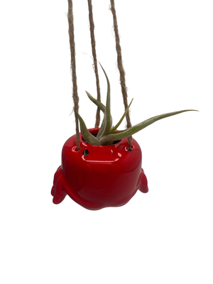 Crabby Chic Ceramic Hanging Planter plus Live Air Plant - Tillandsia