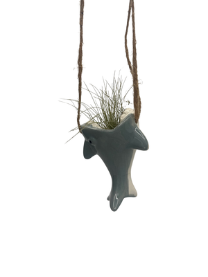 Chompin’ Charm Ceramic Shark Hanging Planter plus Live Air Plant - Tillandsia
