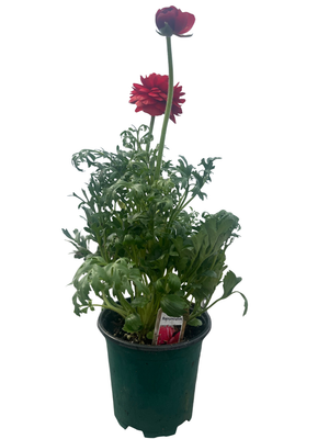Enchanted Ranunculus Surprise Plant - Persian Buttercup - 4" Pot
