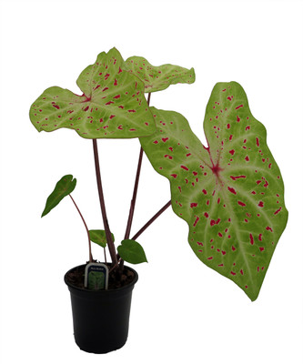 Miss Muffet Caladium - 4" Pot - Chartreuse with Red Specks