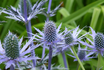 Big Blue Sea Holly - Perennial - Eryngium - 2.5" Pot - Live Plant