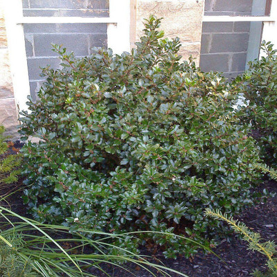 Blue Prince Holly - Ilex meserveae - Broadleaf Evergreen - 4" Pot