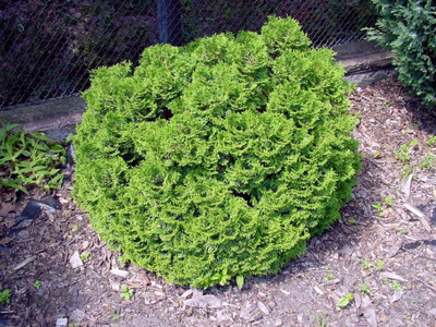 Hetz Midget Arborvitae - Thuja - 4" pot - Evergreen - Very Dwarf