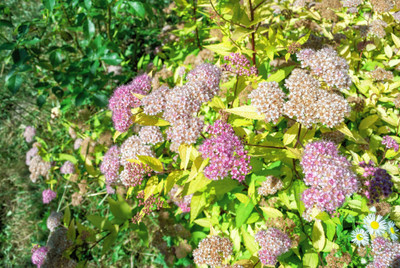Lemon Princess Spiraea - Spiraea japonica - 4" pot