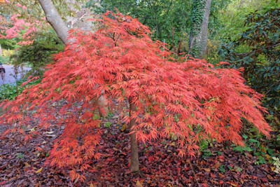 Viridis Japanese Maple - Bonsai or Outdoors - Acer palmatum - 5.5" Pot