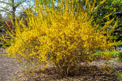 Kumson Forsythia - Forsythia viridissima - Quart Pot