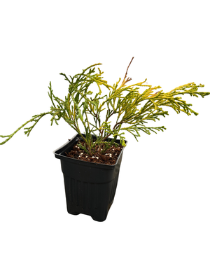 Paul' Gold Cypress - Chamaecyparis pisifera- Evergreen Shrub - 4" Pot
