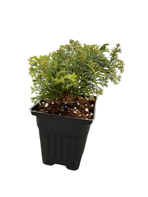 Split Rock Cypress - Chamaecyparis obtusa - Hinoki Cypress - 4" Pot