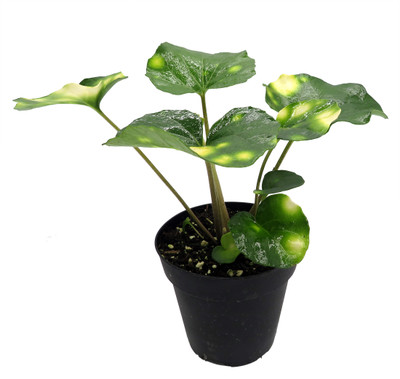 Firefly Leopard Plant - Farfugium - Indoors/Out - 4" Pot