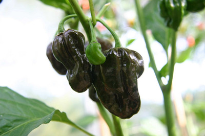 Jamaican Hot Chocolate Habanero Pepper Plant - 4" Pot