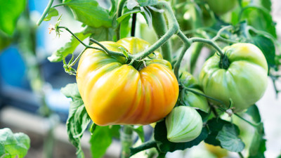 Giant Belgian Yellow Tomato Plant - Huge Fruit - 4" Pot