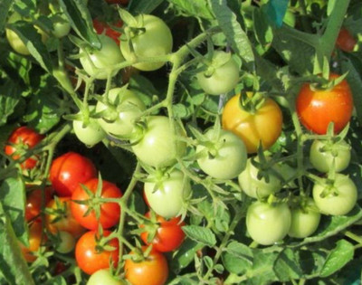 Baxter Early Bush Cherry Tomato Plant - 4" Pot - Heirloom Variety