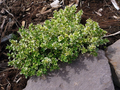 Lemon Creeping Thyme Plant - 3" Pot - Smells Like Lemon/Tastes Like Lemon