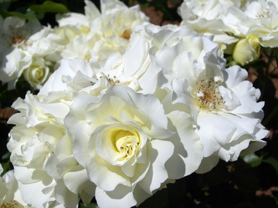 White Meidiland Shrub Rose - Repeat Bloomer/Very Hardy - 4" pot