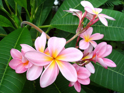 Singapore Pink Plumeria Plant - 12-16" Cutting -Frangipani