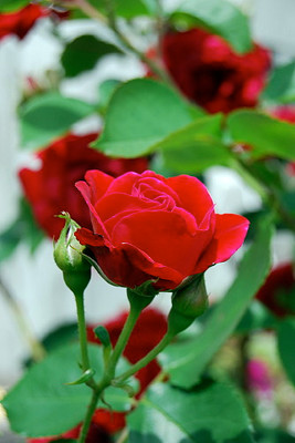 Climbing Blaze Rose - 4" Pot - Scarlet-Red Double Flowers