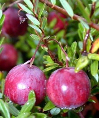 American Pilgrim Cranberry Bush -  3.25" Pot - Great Groundcover - Delicious