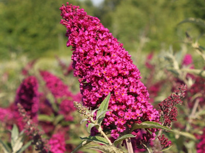 BUZZ Velvet Butterfly Bush - Gallon Pot -Compact/Short - Heavy Blooms - Buddleia