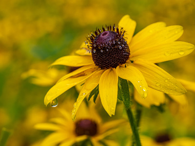 Black-Eyed Susan - Rudbeckia hirta - 4" Pot