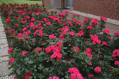 Flamingo Kolorscape Shrub Rose - Repeat Bloomer/Very Hardy - 4" pot