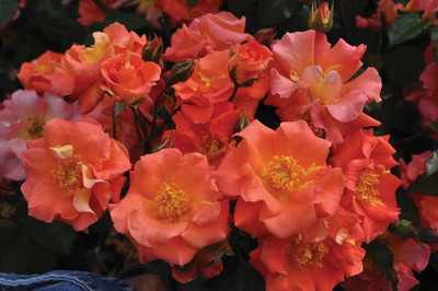 Firecracker Kolorscape Shrub Rose - Repeat Bloomer/Very Hardy - 4" pot