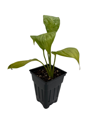 Super Petite Peace Lily Plant - 2.5" Pot - Spathyphyllium - Great House Plant