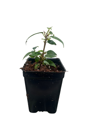 Spire Columnar Weeping Fig Tree - 2.5" Pot - Ficus benjamina