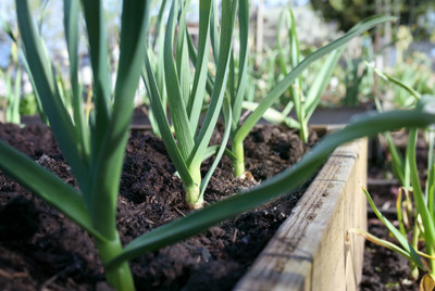 Leeks - Allium ampeloprasum - Herb - 3" Pot