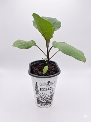 Organic Asian Long Eggplant Plant - 4" Pot - No GMOs