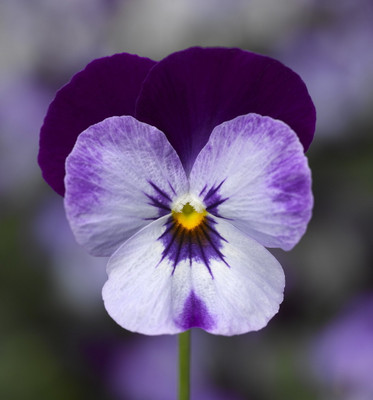 Penny Denim Jump Up Violet - Quart Pot - Viola -  Perennial
