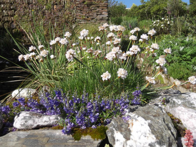 White Sea Thrift - Armeria alba - Quart Pot - Perennial