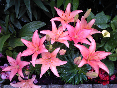 Tiny Pearl Dwarf Asiatic Lily - Quart Pot - Perennial