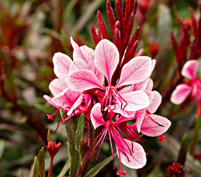 Passionate Blush Wand Flower - Perennial - Gaura - Quart Pot