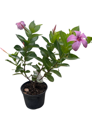 Bluephoria Brazilian Jasmine Plant - Mandevilla/Dipladena - 6" Pot