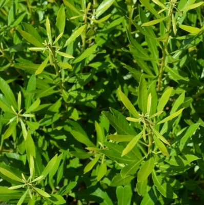 Bayside Bonito® Southern Wax Myrtle - Myrica cerifera - 4" Pot