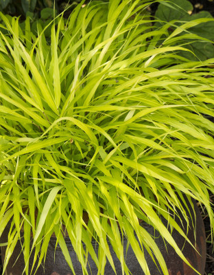All Gold Japanese Forest Grass-Gallon Pot - Hakonechloa macra Aureola-Shade Lover