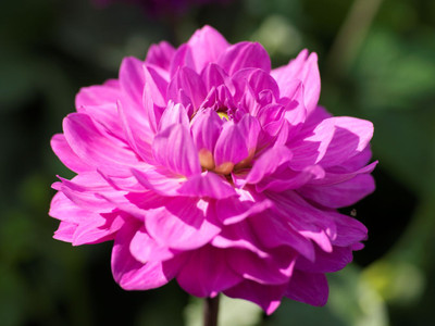 Karma Lagoon Decorative Dahlia - 1 Top Size Root Clump - Violet/Bright Pink