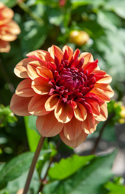 Creme de Cognac Decorative Dahlia - Apricot Tones - Top Size Root Clump