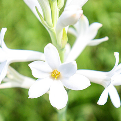 Single White Tuberose - 1 Bulb - FRAGRANT - Polianthus tuberosa