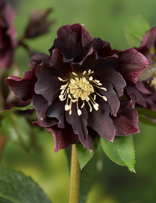 Double Ellen Purple Lenten Rose Potted - Helleborus - Shade - 4" Pot