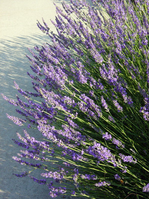 Grosso French Lavender Herb - 3" Pot - Perennial - Live Plant